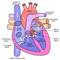 Cardiovascular System